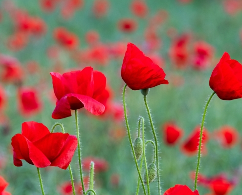 poppies